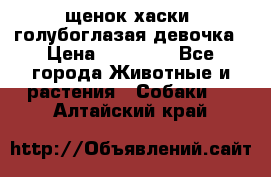 щенок хаски  голубоглазая девочка › Цена ­ 12 000 - Все города Животные и растения » Собаки   . Алтайский край